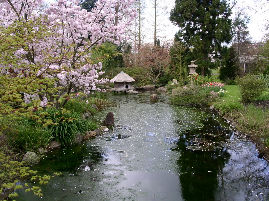 Der Japanische Garten ist der erste Grund zum Landeswettbewerb zu wollen, doch der zweite Grund ist noch viel wichtiger...
